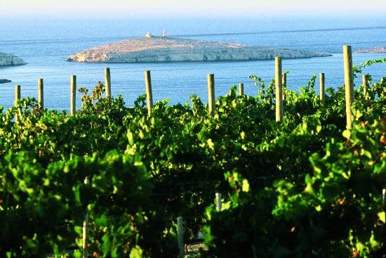 Wine Tasting Malta - Cheval Franc Estate St Pauls Bay